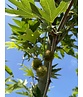 Orientalische Platane 'Minaret' | Platanus orientalis 'Minaret'
