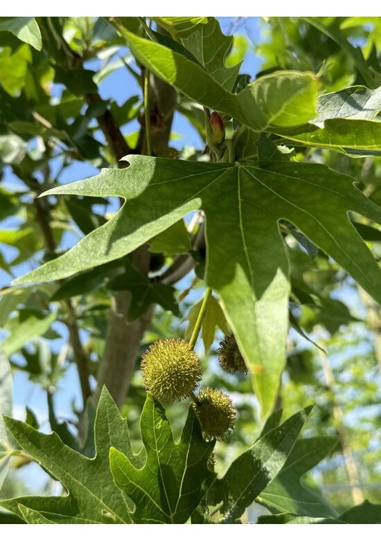 Orientalische Platane 'Minaret' | Platanus orientalis 'Minaret'