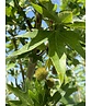 Orientalische Platane 'Minaret' | Platanus orientalis 'Minaret'