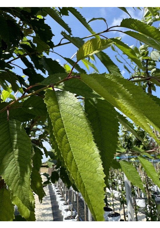Gefülltblühende Vogelkirsche 'Plena' | Prunus avium 'Plena'
