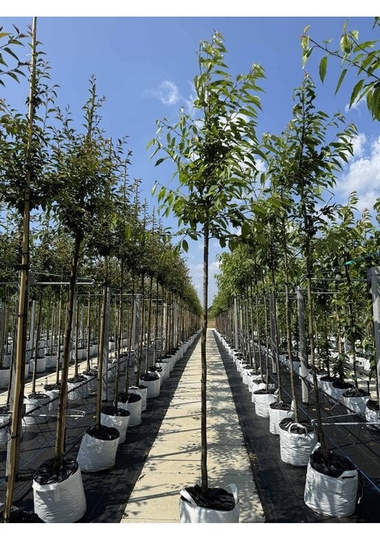 Gefülltblühende Vogelkirsche 'Plena' | Prunus avium 'Plena'