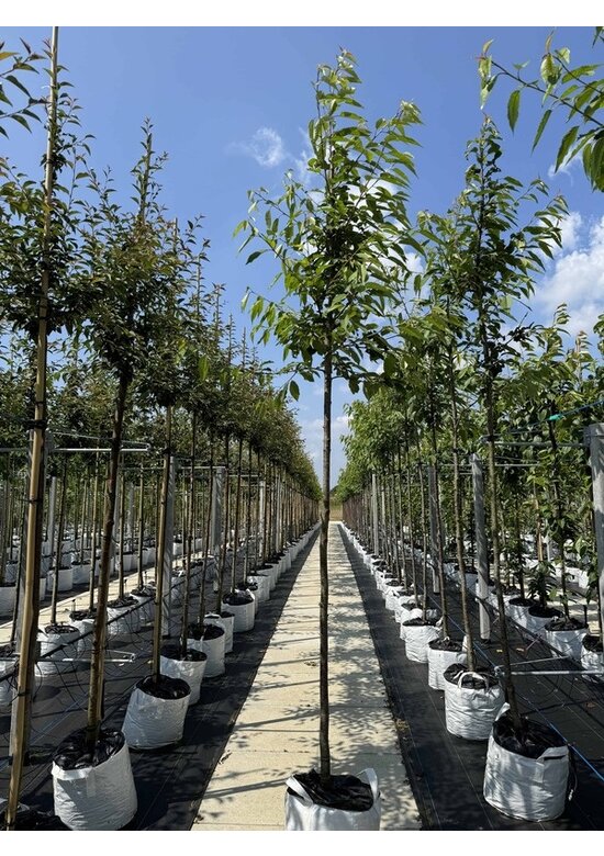 Gefülltblühende Vogelkirsche 'Plena' | Prunus avium 'Plena'