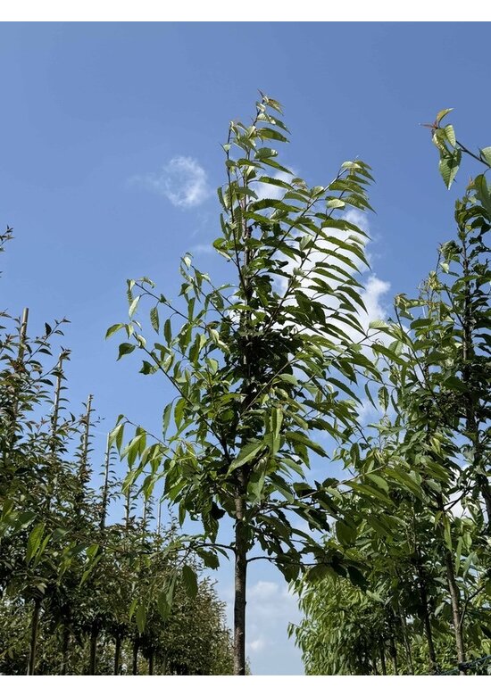 Gefülltblühende Vogelkirsche 'Plena' | Prunus avium 'Plena'