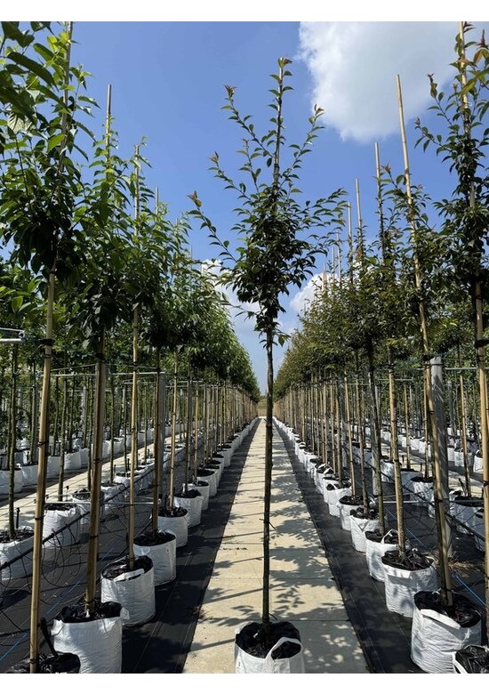 Zierkirsche 'Okame' | Prunus 'Okame'