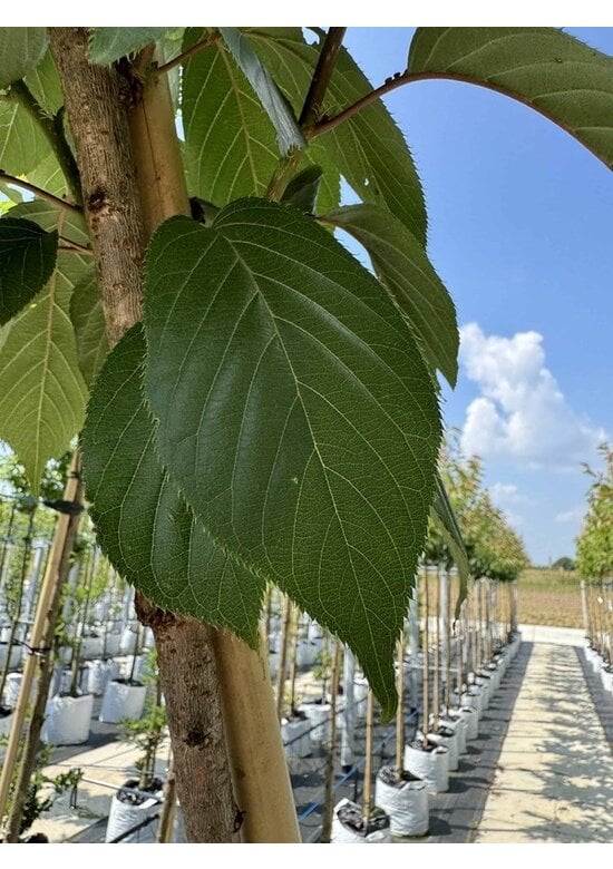 Japanische Blütenkirsche 'Kanzan' | Prunus serrulata 'Kanzan'