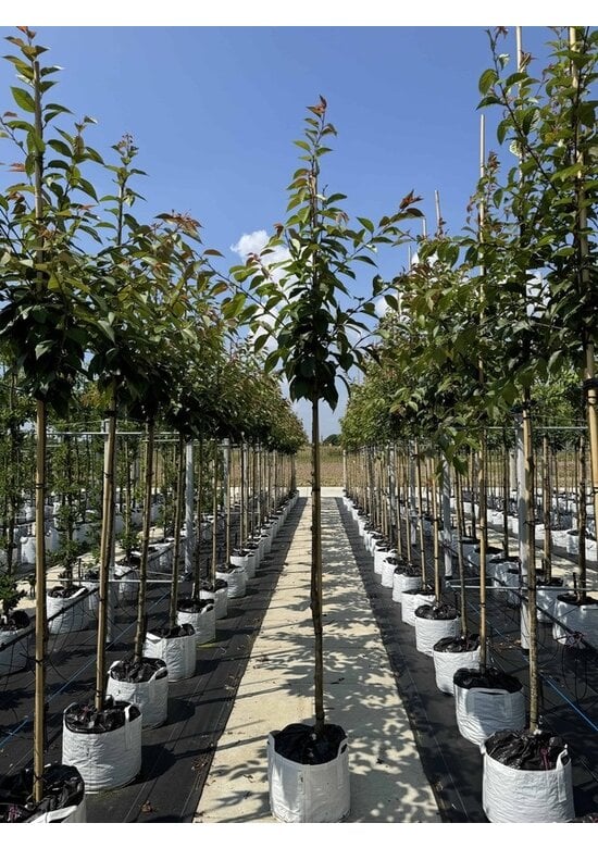 Japanische Blütenkirsche 'Kanzan' | Prunus serrulata 'Kanzan'