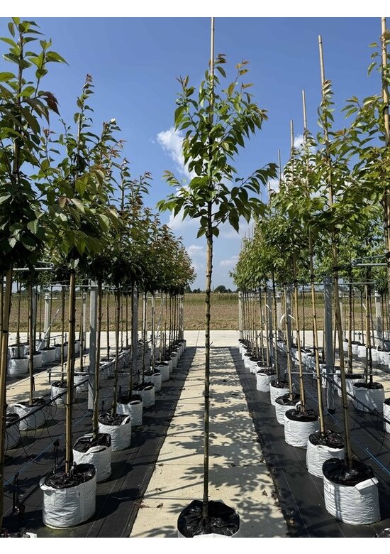 Hellrosa Nelkenkirsche 'Pink Perfection' | Prunus serrulata 'Pink Perfection'