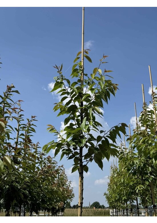 Hellrosa Nelkenkirsche 'Pink Perfection' | Prunus serrulata 'Pink Perfection'