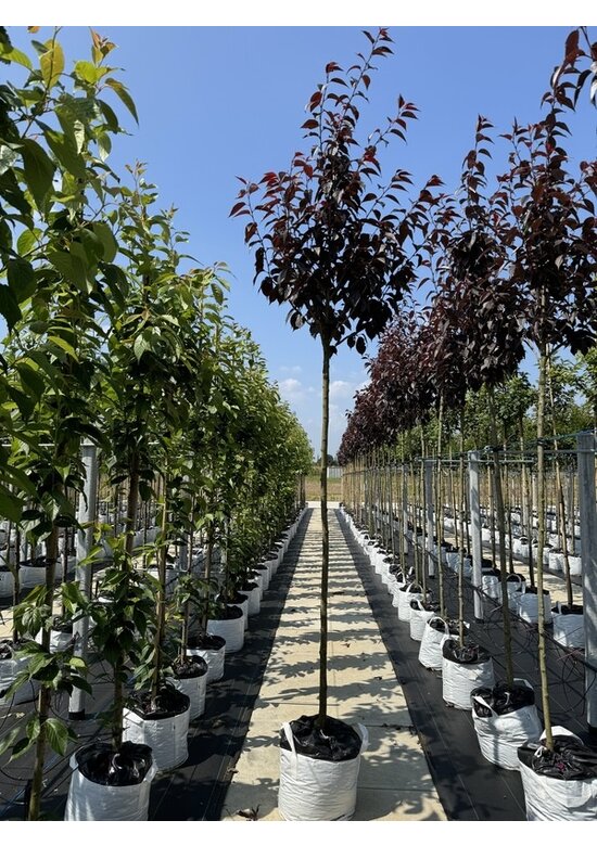 Japanische Nelkenkirsche 'Royal Burgundy' | Prunus serrulata 'Royal Burgundy'