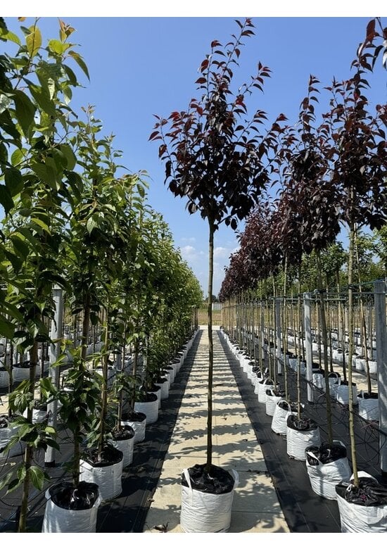 Japanische Nelkenkirsche 'Royal Burgundy' | Prunus serrulata 'Royal Burgundy'