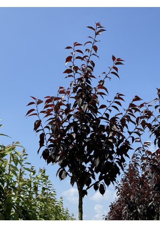 Japanische Nelkenkirsche 'Royal Burgundy' | Prunus serrulata 'Royal Burgundy'