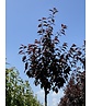 Japanische Nelkenkirsche 'Royal Burgundy' | Prunus serrulata 'Royal Burgundy'