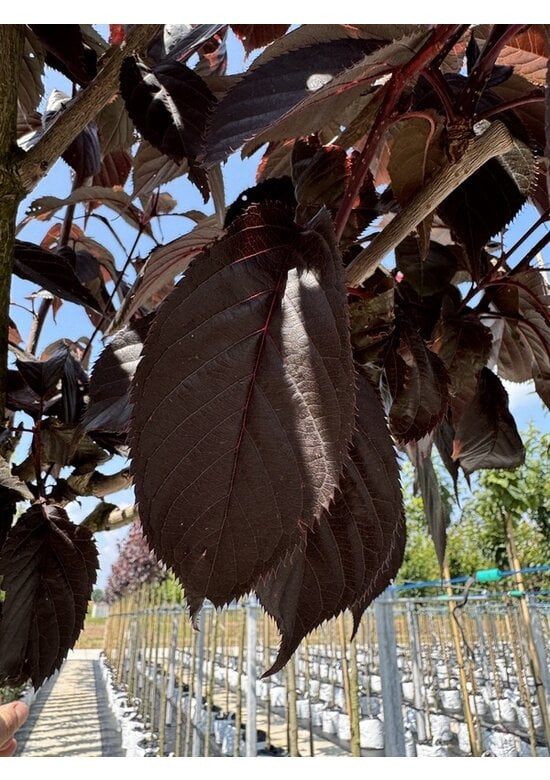 Japanische Nelkenkirsche 'Royal Burgundy' | Prunus serrulata 'Royal Burgundy'