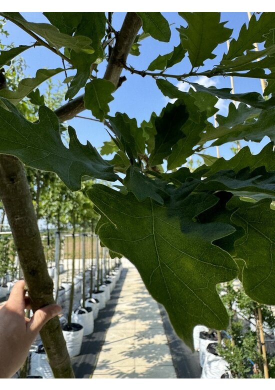 Zerr-Eiche | Quercus cerris Zerr-Eiche | Quercus cerris