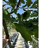 Zerr-Eiche | Quercus cerris Zerr-Eiche | Quercus cerris