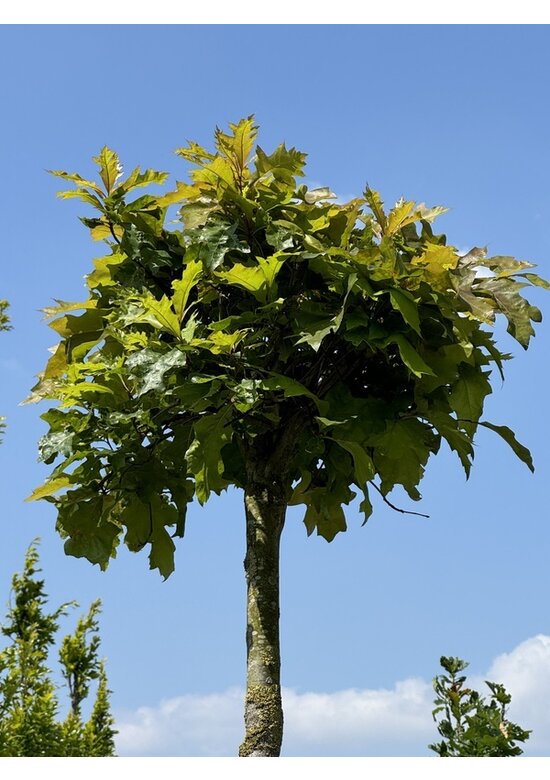 Kugelsumpfeiche 'Green Dwarf' | Quercus palustris 'Green Dwarf'