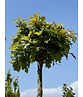 Kugelsumpfeiche 'Green Dwarf' | Quercus palustris 'Green Dwarf'