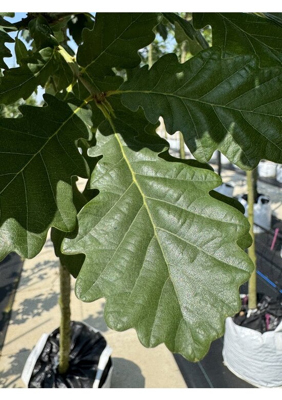 Trauben-Eiche - Winter-Eiche | Quercus petraea Trauben-Eiche - Winter-Eiche | Quercus petraea