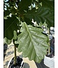 Trauben-Eiche - Winter-Eiche | Quercus petraea Trauben-Eiche - Winter-Eiche | Quercus petraea
