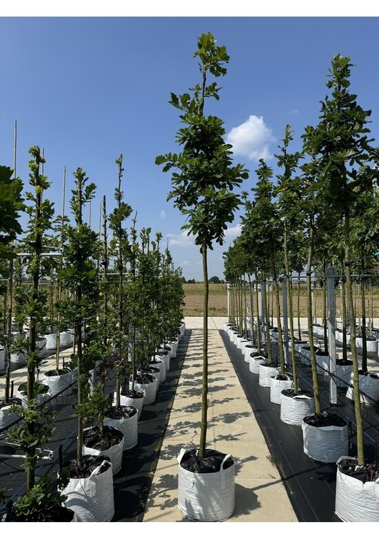 Trauben-Eiche - Winter-Eiche | Quercus petraea