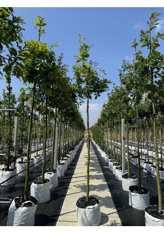 Stiel-Eiche - Sommer-Eiche | Quercus robur