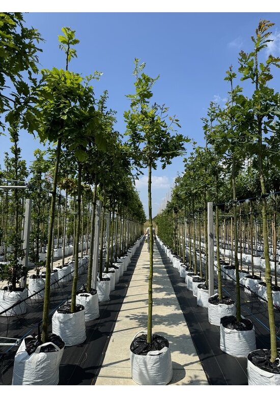 Stieleiche | Quercus robur