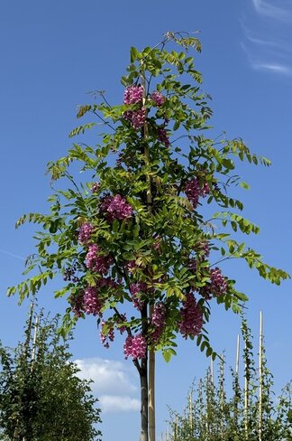 Rotblühende Akazie 'Casque Rouge' | Robinia margaretta 'Casque Rouge'