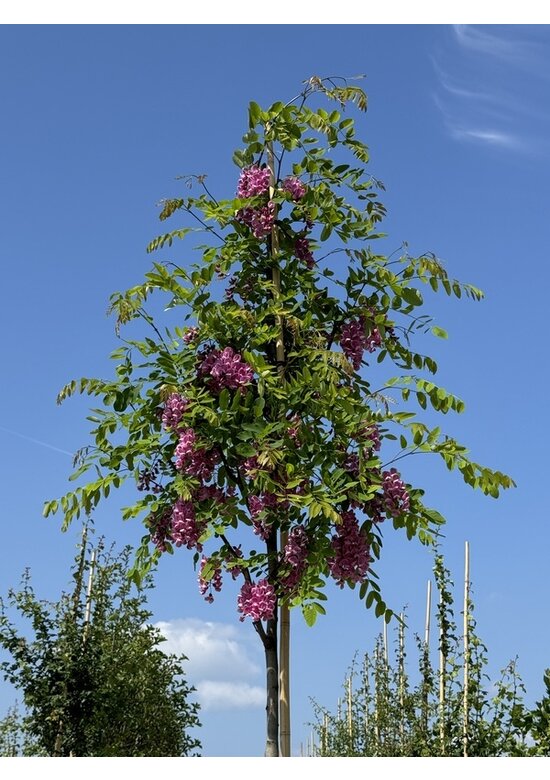 Rotblühende Akazie 'Casque Rouge' | Robinia margaretta 'Casque Rouge'