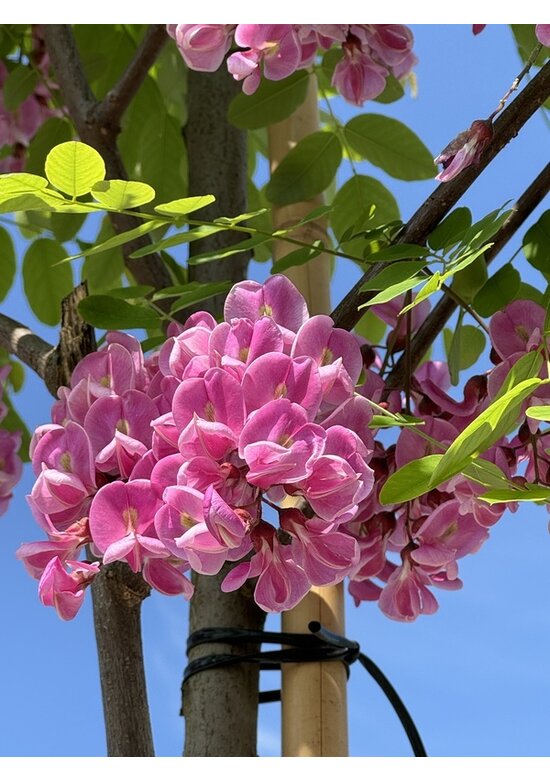 Rotblühende Akazie 'Casque Rouge' | Robinia margaretta 'Casque Rouge'