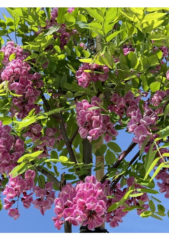 Rotblühende Akazie 'Casque Rouge' | Robinia margaretta 'Casque Rouge'