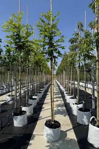 Scheinakazie - Gewöhnliche Robinie | Robinia pseudoacacia