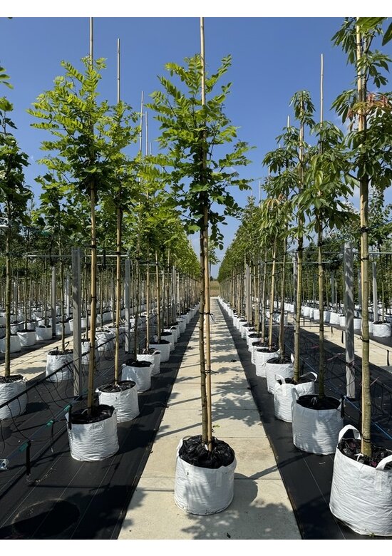 Scheinakazie - Gewöhnliche Robinie | Robinia pseudoacacia