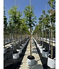 Scheinakazie - Gewöhnliche Robinie | Robinia pseudoacacia