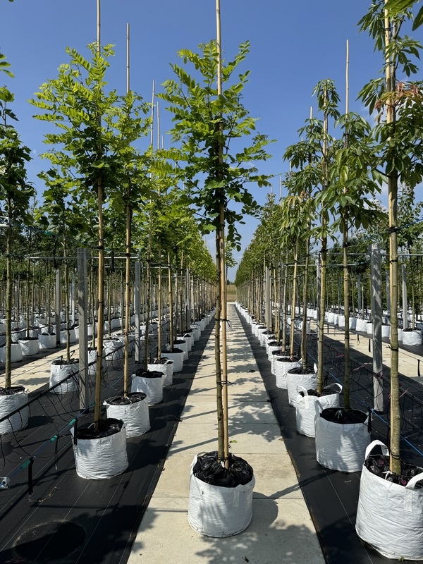  Scheinakazie - Gewöhnliche Robinie ,  Robinia pseudoacacia