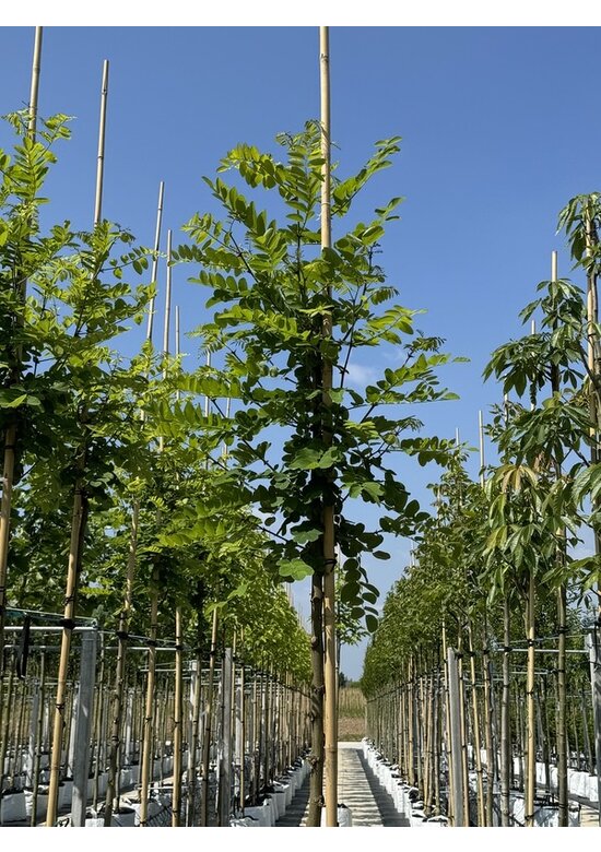 Scheinakazie - Gewöhnliche Robinie | Robinia pseudoacacia
