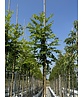Scheinakazie - Gewöhnliche Robinie | Robinia pseudoacacia