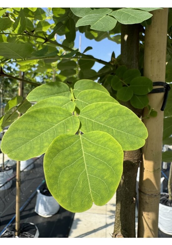 Scheinakazie - Gewöhnliche Robinie | Robinia pseudoacacia