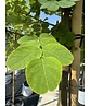Scheinakazie - Gewöhnliche Robinie | Robinia pseudoacacia
