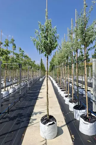 Schmalblättrige Ölweide | Eleaegnus angustifolia