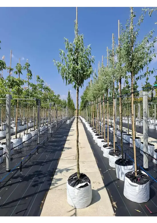 Schmalblättrige Ölweide | Elaeagnus angustifolia