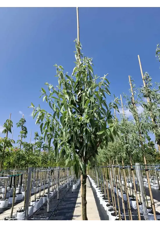 Schmalblättrige Ölweide | Elaeagnus angustifolia