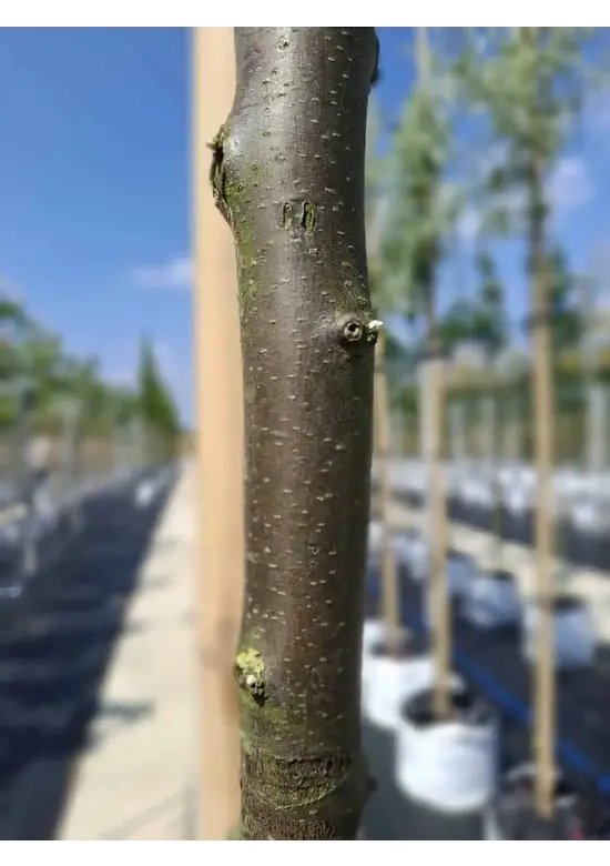 Schmalblättrige Ölweide | Elaeagnus angustifolia