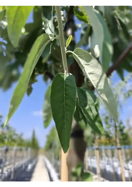 Schmalblättrige Ölweide | Elaeagnus angustifolia