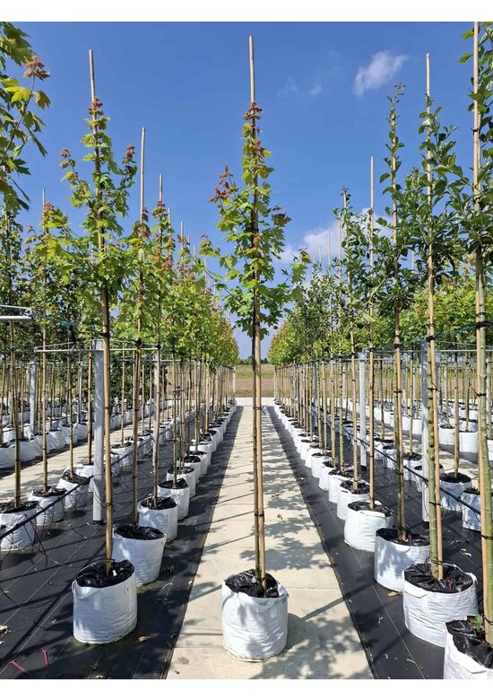 Herbst-Flammen-Ahorn | Acer freemanii 'Autumn Blaze'