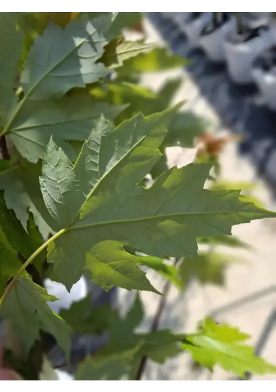 Herbstflammenahorn 'Autumn Blaze' | Acer freemanii 'Autumn Blaze'