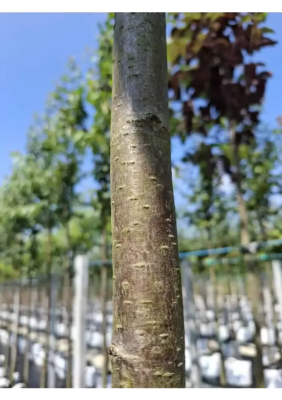 Vogelkirsche | Prunus avium