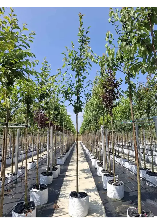 Vogelkirsche | Prunus avium