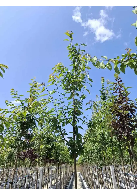 Vogelkirsche | Prunus avium