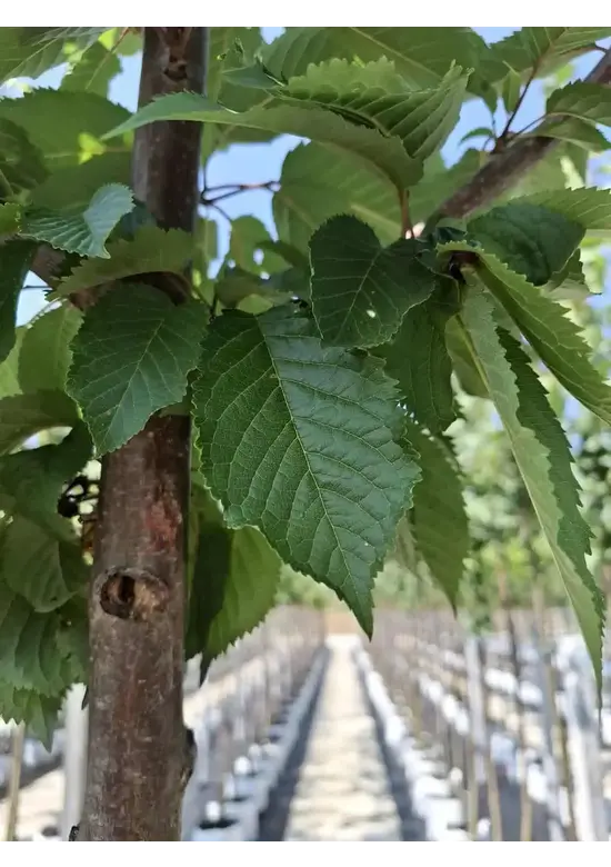Vogelkirsche | Prunus avium