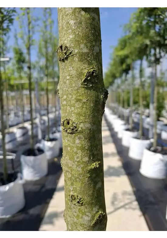 Pyramidenhainbuche Hochstamm | Carpinus betulus 'Fastigiata'
